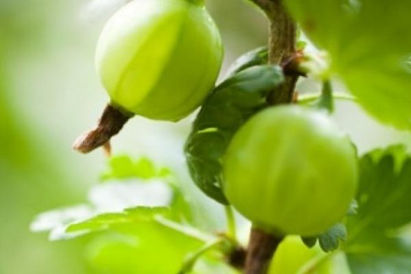 醋栗怎么种 醋栗种植技术与注意事项