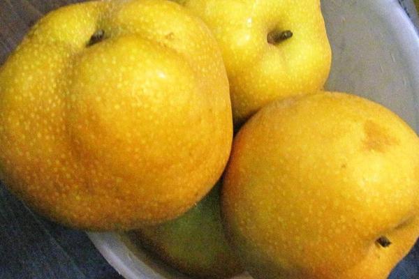 木梨和木瓜的区别是什么 木梨的香味有毒吗