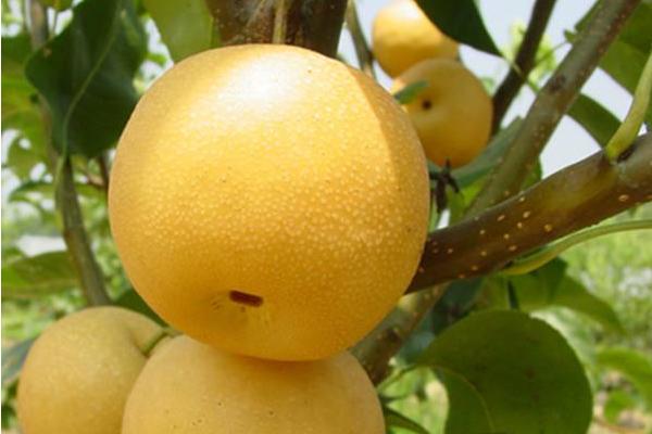 木梨和木瓜的区别是什么 木梨的香味有毒吗