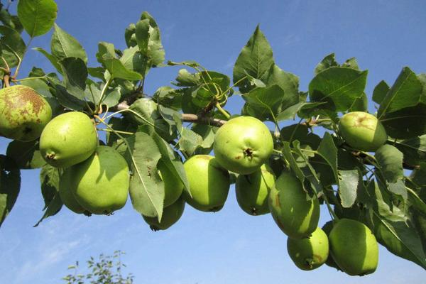 早酥梨的功效与作用 早酥梨的营养价值