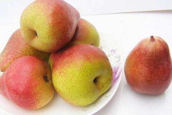 苹果梨功效与作用及禁忌 苹果梨营养价值