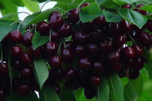 美国黑樱桃市场价格多少钱一斤 黑樱桃产地在哪里