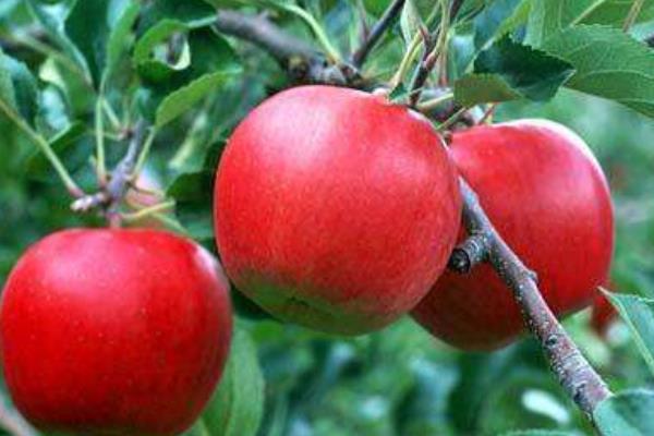 红香蕉苹果市场价格多少钱一斤 红香蕉苹果是蛇果吗