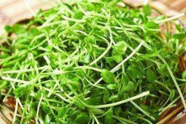 豌豆和青豆的区别是什么 豌豆的吃法