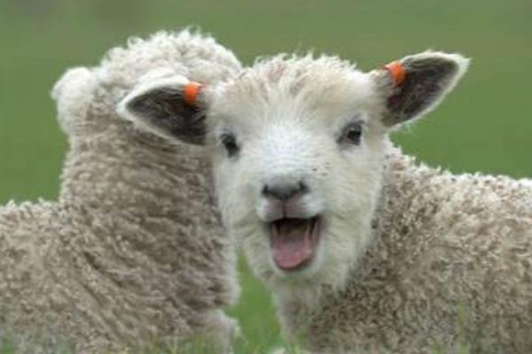 属羊的和什么属相最配(男、女) 属羊的几月出生最好