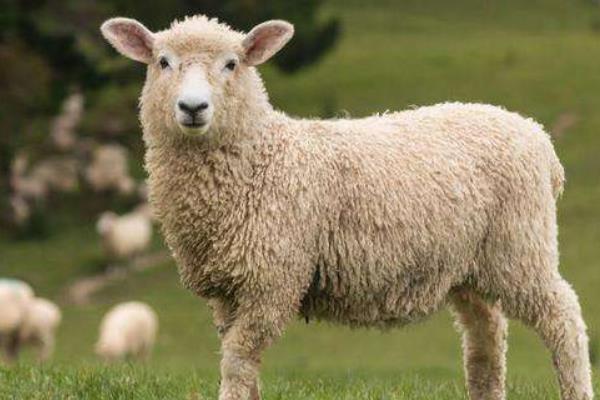 属羊的和什么属相最配(男、女) 属羊的几月出生最好