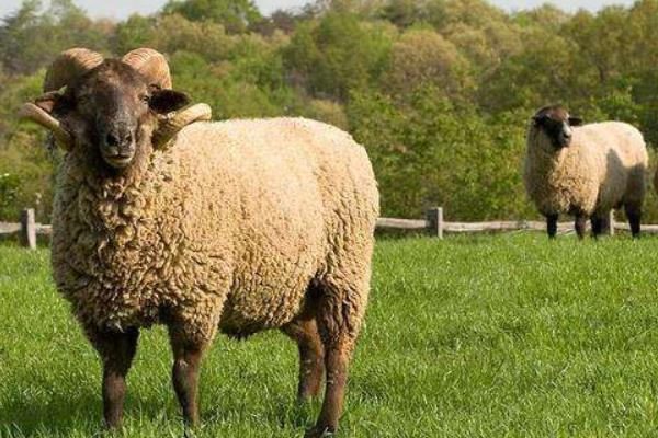 属羊的和什么属相最配(男、女) 属羊的几月出生最好