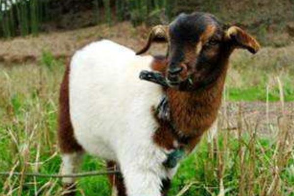 属羊的和什么属相最配(男、女) 属羊的几月出生最好