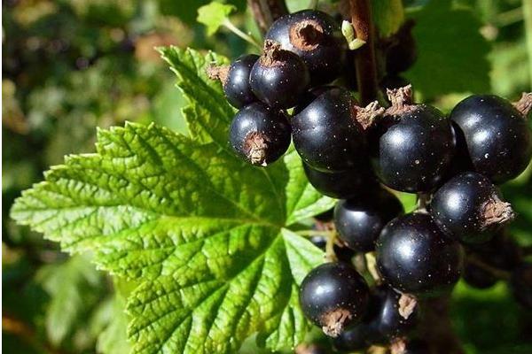 黑醋栗和黑加仑一样吗(区别是什么)黑醋栗营养价值