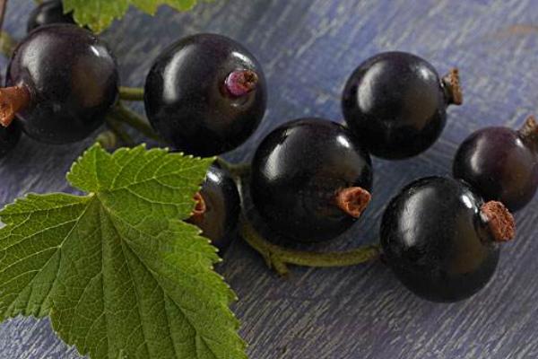黑醋栗和黑加仑一样吗(区别是什么)黑醋栗营养价值