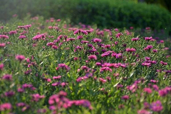 荷兰菊怎么种 荷兰菊种植方法与注意事项