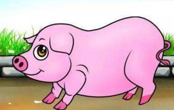 属猪的和什么属相最配(男、女) 属猪的几月出生最好