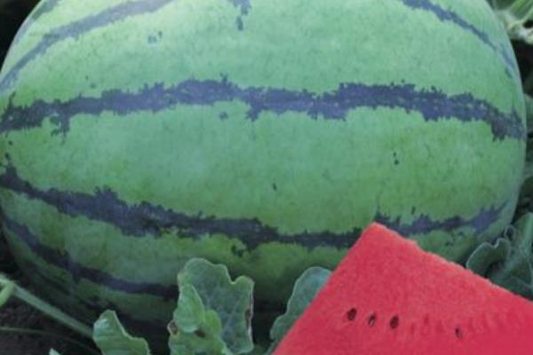 麒麟瓜和普通西瓜的区别是什么 麒麟瓜和8424一样吗