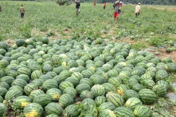 麒麟瓜市场价格多少钱一斤 麒麟瓜的营养价值