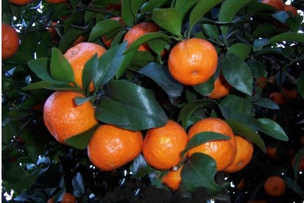 砂糖桔是什么季节的水果 砂糖桔几月熟(上市)