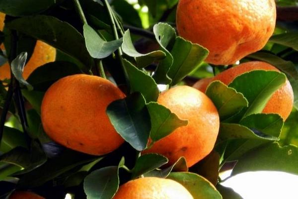 砂糖桔是什么季节的水果 砂糖桔几月熟(上市)