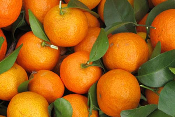 砂糖桔是什么季节的水果 砂糖桔几月熟(上市)