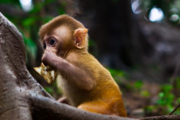 属猴的和什么属相最配(男、女) 属猴的几月出生最好