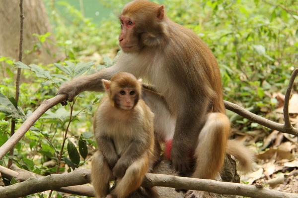 属猴的和什么属相最配(男、女) 属猴的几月出生最好