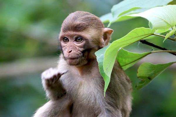 属猴的和什么属相最配(男、女) 属猴的几月出生最好