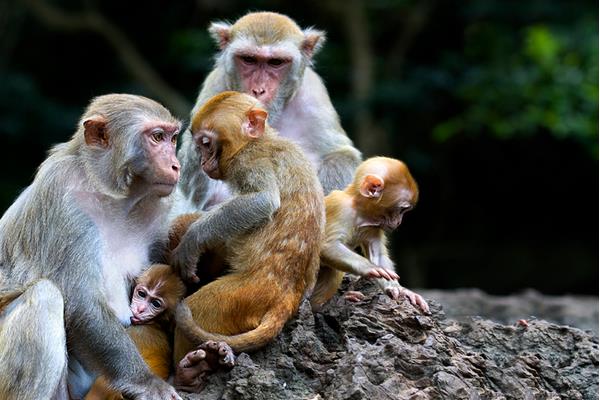 属猴的今年多大(2018年) 属猴今年运势如何(财运、姻缘)