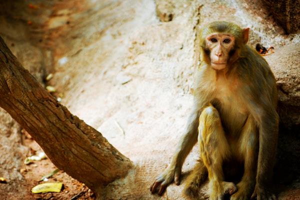 属猴的今年多大(2018年) 属猴今年运势如何(财运、姻缘)