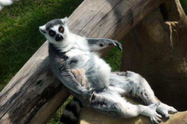 属猴的今年多大(2018年) 属猴今年运势如何(财运、姻缘)