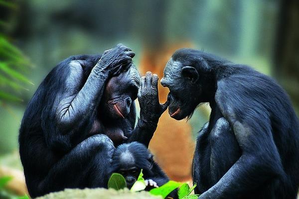 属猴的今年多大(2018年) 属猴今年运势如何(财运、姻缘)