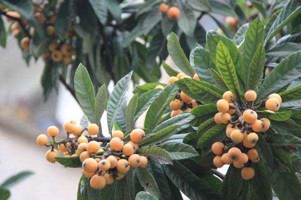 梦见吃枇杷是什么意思 梦见树上结满枇杷有什么预兆