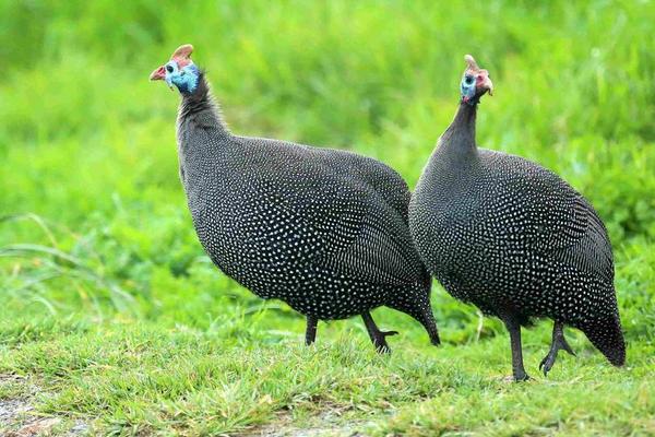鸡的常见品种有哪些(十大名鸡) 最好的土鸡品种是什么