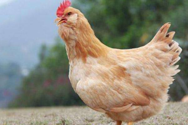 鸡的常见品种有哪些(十大名鸡) 最好的土鸡品种是什么