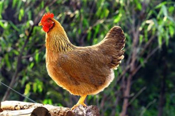 鸡的常见品种有哪些(十大名鸡) 最好的土鸡品种是什么