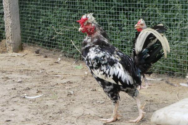 鸡的常见品种有哪些(十大名鸡) 最好的土鸡品种是什么