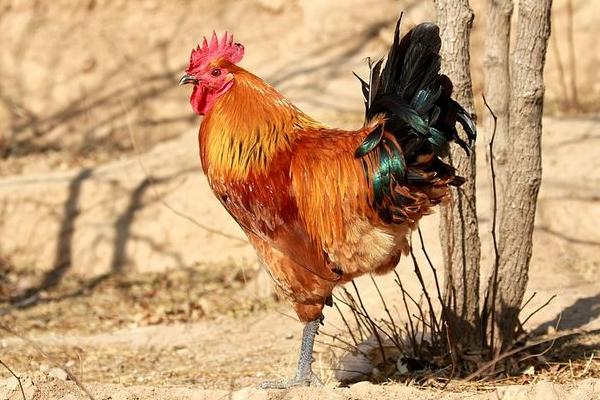 鸡的常见品种有哪些(十大名鸡) 最好的土鸡品种是什么