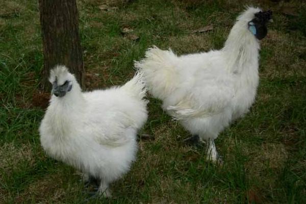 鸡的常见品种有哪些(十大名鸡) 最好的土鸡品种是什么