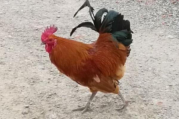 鸡的常见品种有哪些(十大名鸡) 最好的土鸡品种是什么
