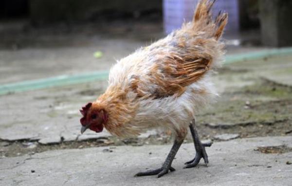 鸡的常见品种有哪些(十大名鸡) 最好的土鸡品种是什么