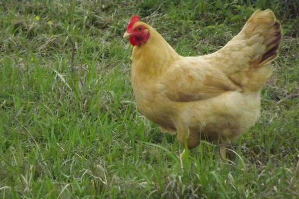 鸡的常见品种有哪些(十大名鸡) 最好的土鸡品种是什么