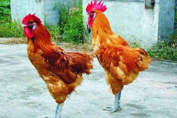 鸡的常见品种有哪些(十大名鸡) 最好的土鸡品种是什么