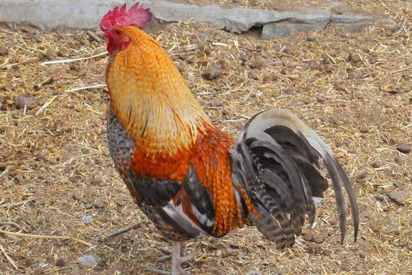 鸡的常见品种有哪些(十大名鸡) 最好的土鸡品种是什么