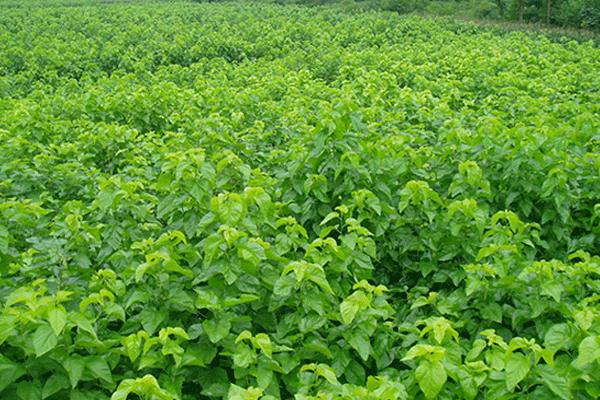 桑葚怎么种 桑葚种植方法与注意事项