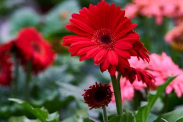 非洲菊图片大全 非洲菊花语及寓意