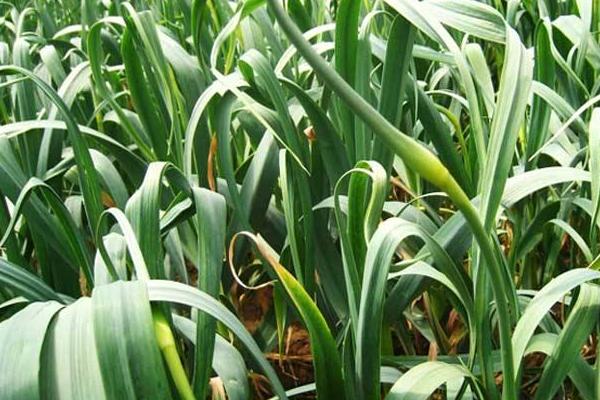 蒜苔市场价格多少钱一斤 蒜苔产地是哪里