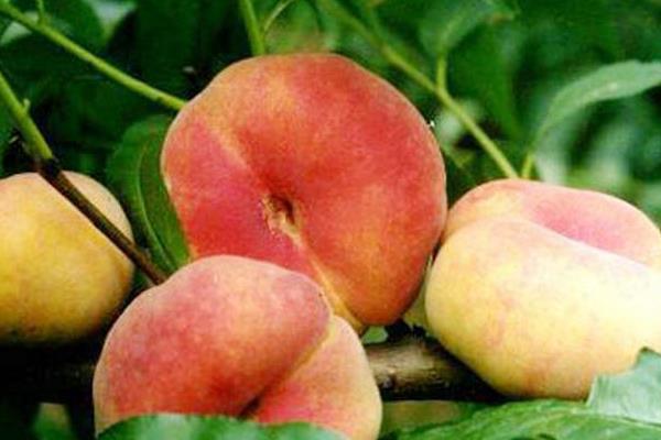 蟠桃和水蜜桃的区别是什么 蟠桃和水蜜桃哪个好吃