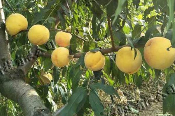 蟠桃和水蜜桃的区别是什么 蟠桃和水蜜桃哪个好吃