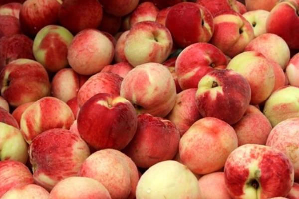 水蜜桃成熟季节(几月) 水蜜桃哪个品种好