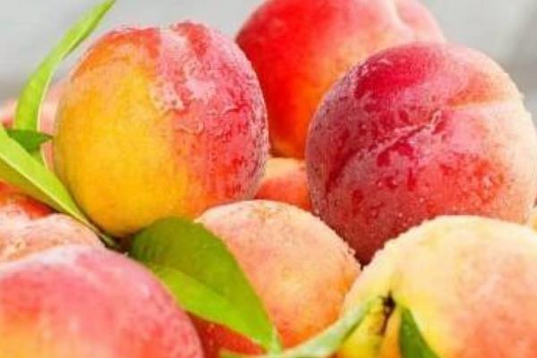 水蜜桃成熟季节(几月) 水蜜桃哪个品种好