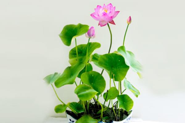 荷花盆栽不开花的原因及解决方法  荷花的花期是什么时候