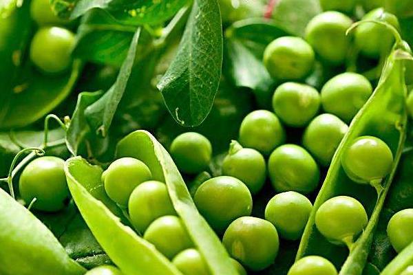 豌豆怎么吃(煮) 豌豆不能和什么一起吃
