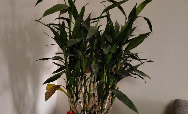 家庭养竹柏好吗 养竹柏对风水的作用(寓意)